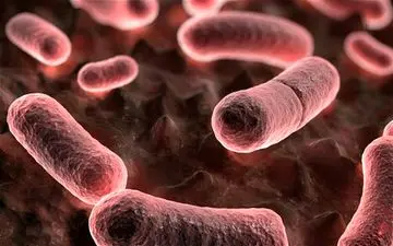 ابتلای یک فرد چینی به طاعون خیارکی
