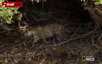 فیلم/ کمین جالب جگوار برای شکار تمساح
