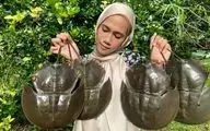 پخت غذا با خرچنگ نعل اسبی در طبیعت مالزی | تجربه‌ای روستایی و متفاوت