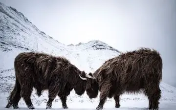  عکس منتخب نشنال جئوگرافیک | صاحبین مزرعه