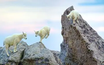  عکس منتخب نشنال جئوگرافیک | شیطنت