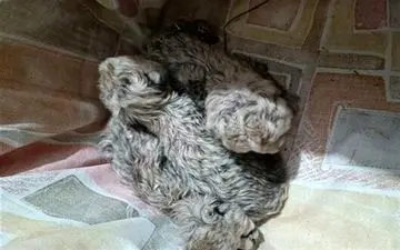 نماینده مجلس: گزارش‌های رسیده به ما حاکی از نارس بودن توله‌های «ایران» به علت زایمان زود هنگام است