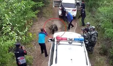 لحظه وحشتناک حمله خرس به ماموران پلیس