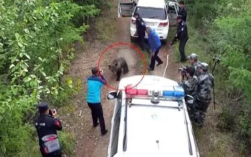لحظه وحشتناک حمله خرس به ماموران پلیس