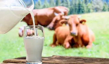 گرانی شیر تا کجا ادامه دارد ؟