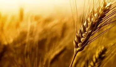 تولید گندم آغشته به فضولات حیوانی