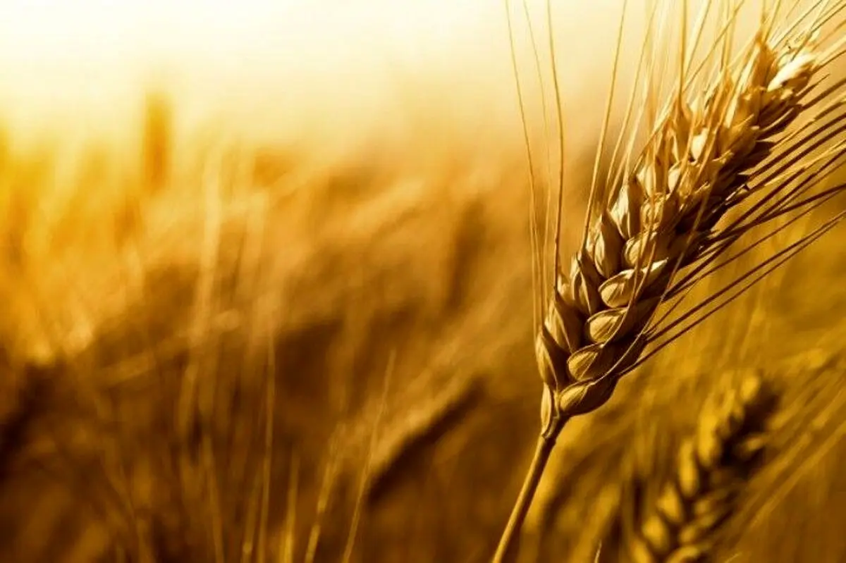 تولید گندم آغشته به فضولات حیوانی