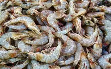 ۵۰ هزارتن میگو در کشور تولید می‌شود
