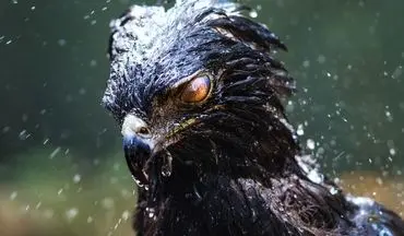  عکس منتخب نشنال جئوگرافیک | عقاب خشمگین، دوش می گیرد