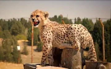  "پیروز" باید به توران منتقل شود تا جنگنده شود!