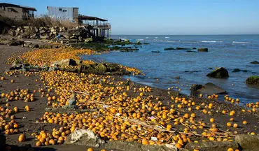 ماجرای ریختن پرتقال‌های شمال به دریای خزر 
