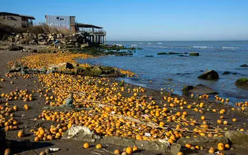 ماجرای ریختن پرتقال‌های شمال به دریای خزر 