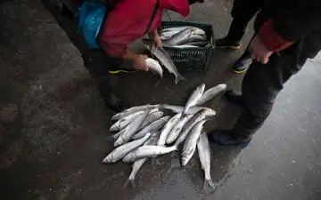 قزل آلا کیلویی چند؟ + جدول قیمت روز گوشت ماهی 