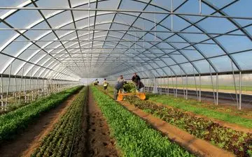 بهره‌برداری از گلخانه صنعتی صیفی‌جات در دشت‌عباس