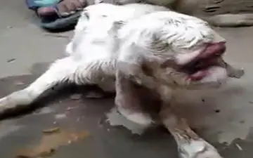 بزغاله‌ شبیه به انسان+فیلم