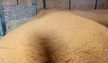 توقیف 45 تن ذرت قاچاق در سمنان با هوشیاری پلیس اقتصادی