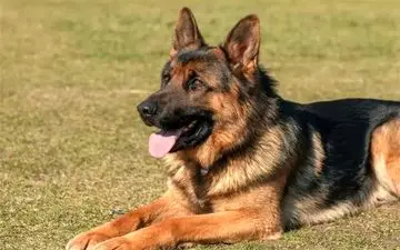 حمله "سگ همسایه" به دختر نوجوان! 