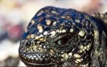 تلاش همه جانبه ایگوانا برای رهایی از محاصره مارها 