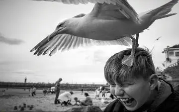  عکس منتخب نشنال جئوگرافیک | جنگ مرغ دریایی