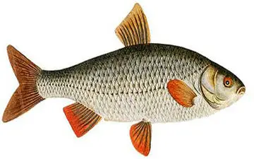 بلعیدن ماهی زنده توسط یک پسربچه + فیلم