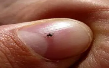 کنه ها را له نکنید!