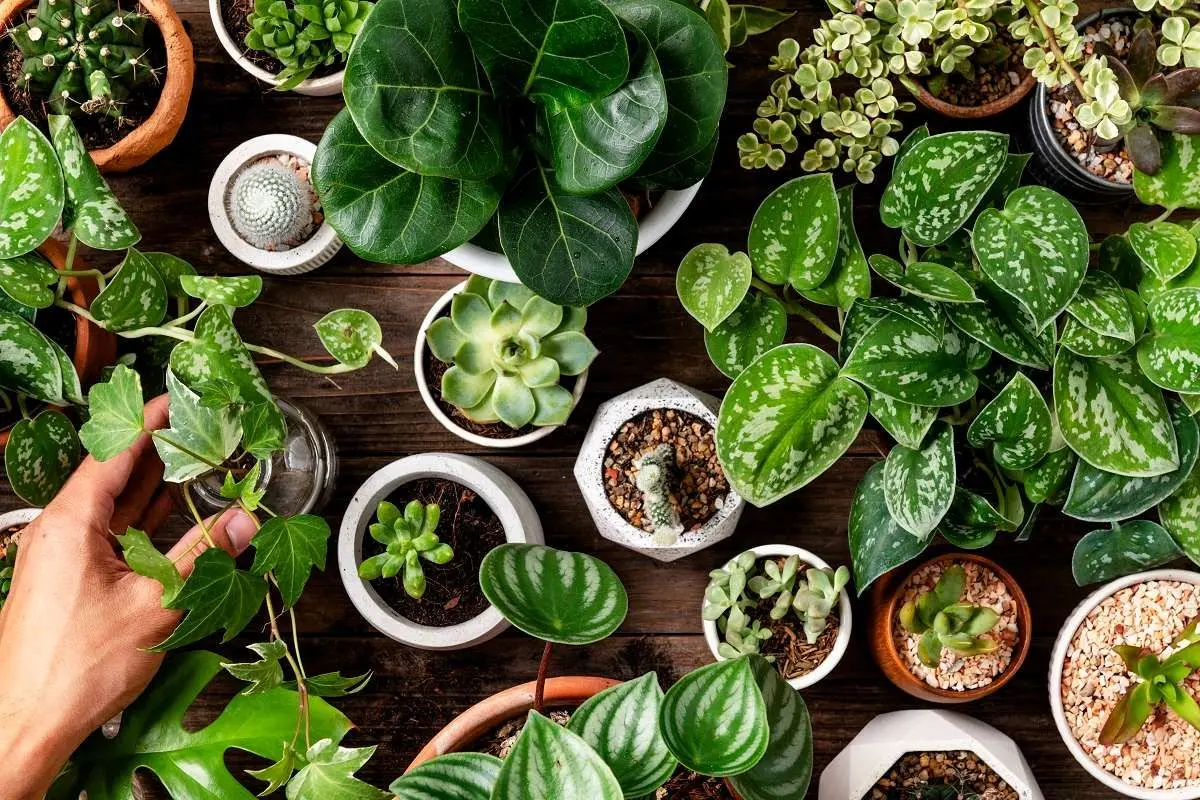 گیاهانی که هم زیبایی‌بخش آپارتمان شما هستند و هم محیط را با عطر آرام‌بخششان پر می‌کن!