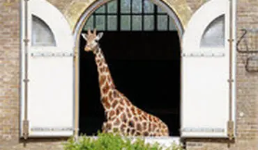  پیوستن زرافه‌های باغ وحش لندن به برنامه حمایت از کادر درمانی