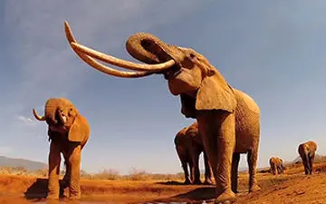 آخرین بازمانده نسل ماموت‌ها + فیلم 