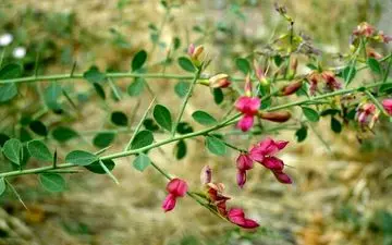 آشنایی با خواص دارویی ترنجبین