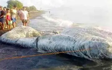 لاشه موجود عجیب در فیلیپین