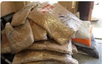 کشف ۵۸۵ کیلوگرم مواد مخدر در مرسولات پستی