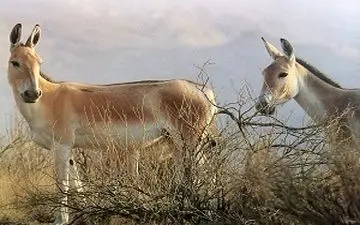 مرگ گورخر‌‌‌های آسیایی در عملیات زنده گیری ! + فیلم 