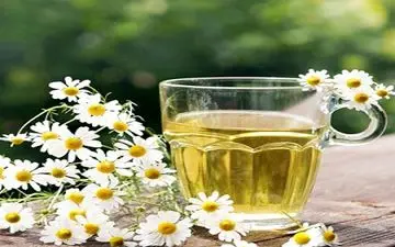 طب سنتی| بابونه برای چه دردهایی مفید است؟