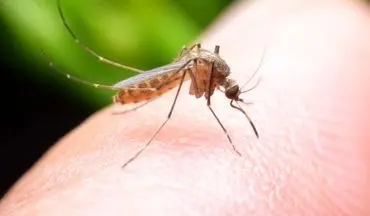  پشه‌ها عامل انتقال ویروس کرونا هستند؟
