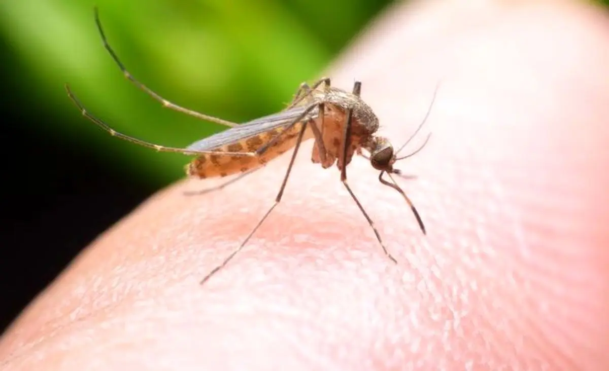  پشه‌ها عامل انتقال ویروس کرونا هستند؟