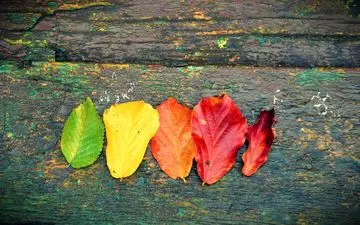  طبعتان را پاییزی کنید