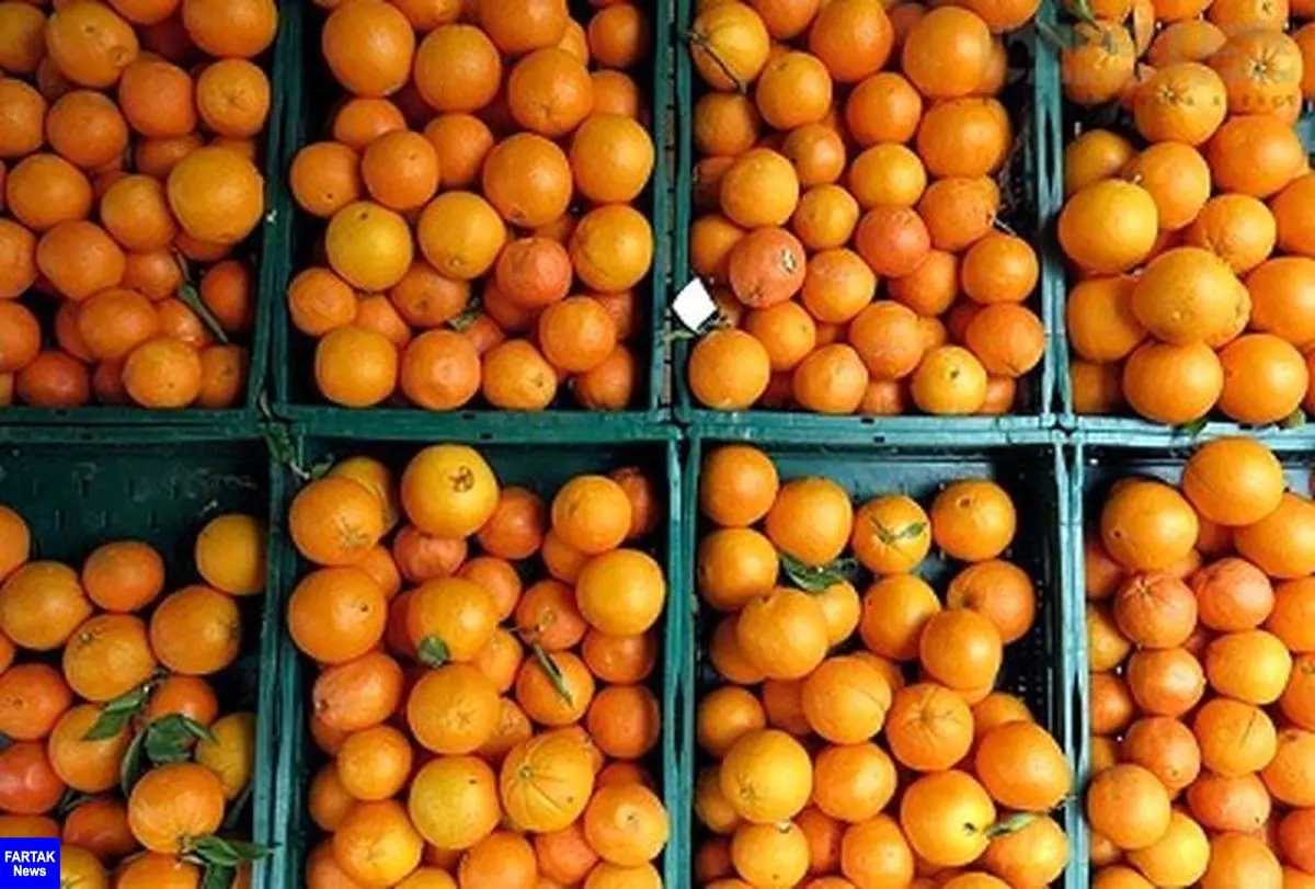  افزایش قیمت ۳ برابری قیمت پرتقال