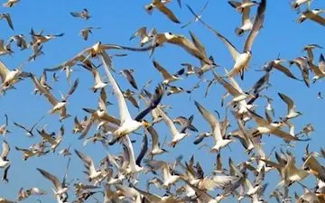 پرندگان مهاجر میهمان سایت‌های آبی زنجان