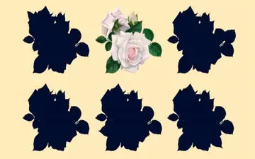 اگر تونستی زیر 10 ثانیه سایه اصلی گل رو پیدا کنی، خیلی باهوشی + پاسخ