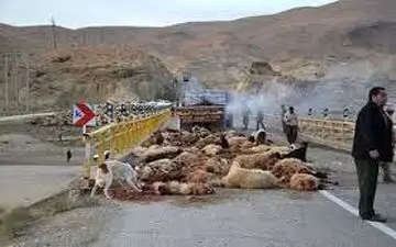 برخورد کامیون با گله گوسفندان در دالاهو باعث تلف شدن ۱۲۲ راس دام شد

 

 