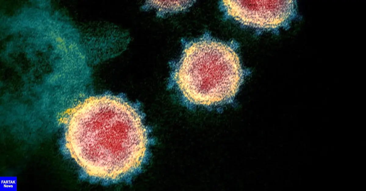 کروناویروس چگونه سلول‌های انسان را آلوده می‌کند؟
