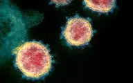 کروناویروس چگونه سلول‌های انسان را آلوده می‌کند؟
