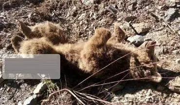 یک قلاده خرس قهوه‌ای در مریوان تلف شد
