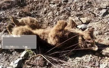 یک قلاده خرس قهوه‌ای در مریوان تلف شد
