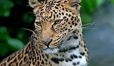 مشاهده و تصویربرداری از پلنگ ایرانی در ارتفاعات فیروزکوه