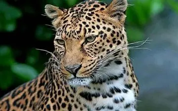 مشاهده و تصویربرداری از پلنگ ایرانی در ارتفاعات فیروزکوه