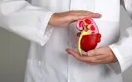تغذیه مناسب برای حفظ سلامت کلیه‌ها