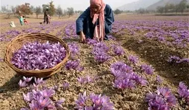 آخرین وضع برداشت زعفران در کشور 