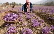 آخرین وضع برداشت زعفران در کشور 