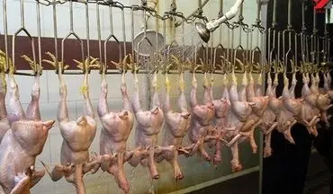 کشتار روزانه ۶۰ تن مرغ در استان ایلام
